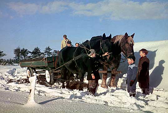 Niels Jørgen, Jens og jeg i marken med Mortens heste i 1953. 