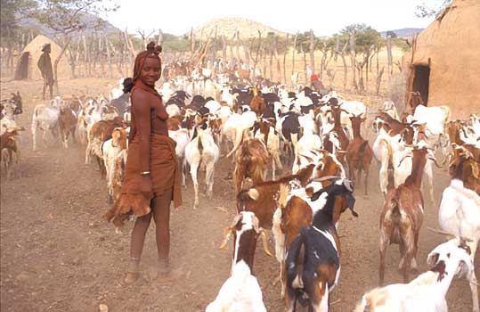 Himba woman chasing the goats out in the morning