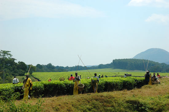 Uganda-scenery-006